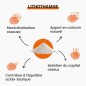 Lithothamne Pur - Calcium Marin & Minéralisation