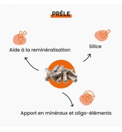 Prêle | Source Végétale de Silicium | Viapure